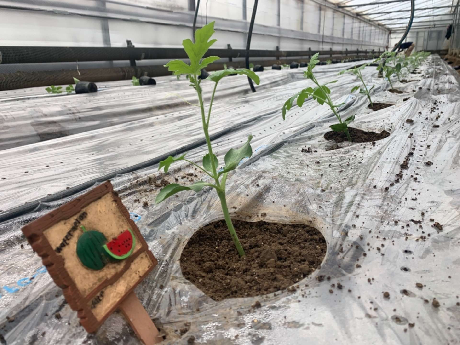 大玉スイカ定植🌱 春アンテナスイカは 立体栽培へ…|収穫中🍉でも次作の作業進行中🌱🧵