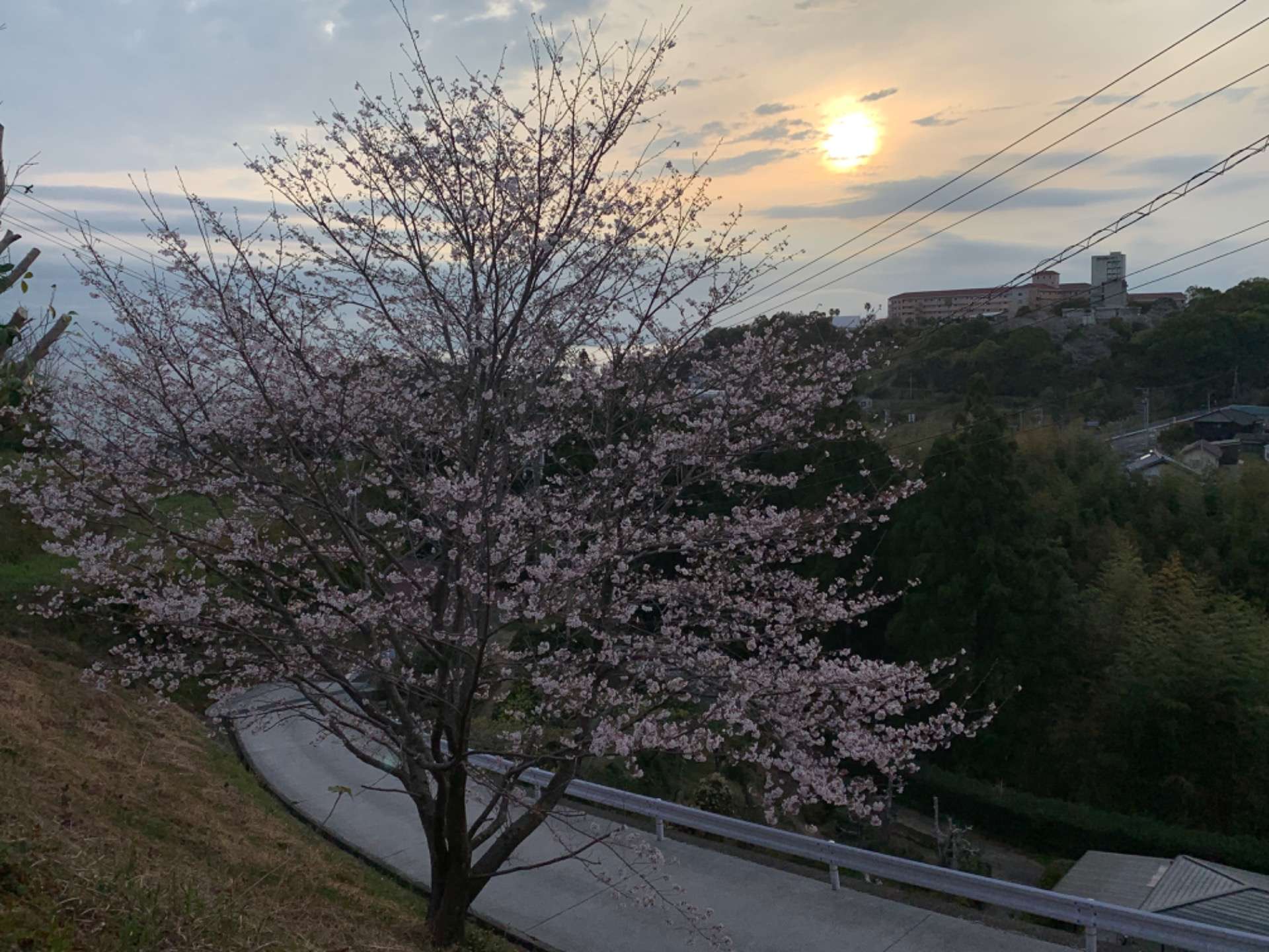 満開宣言出しまーす🌸🌸🌸|江本農園の一本桜
