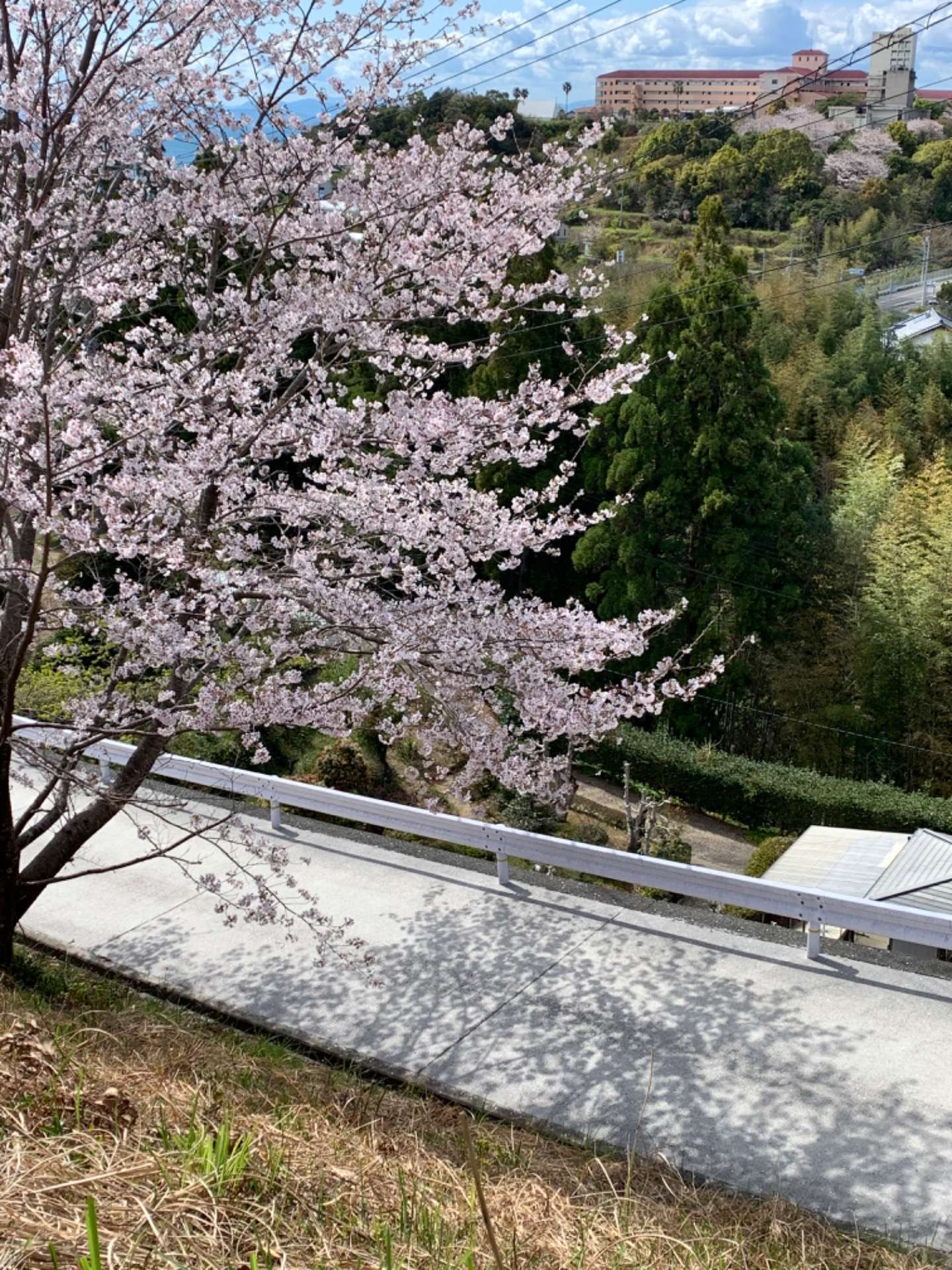 一本桜🌸超超満開を過ぎても美しい姿|2022春