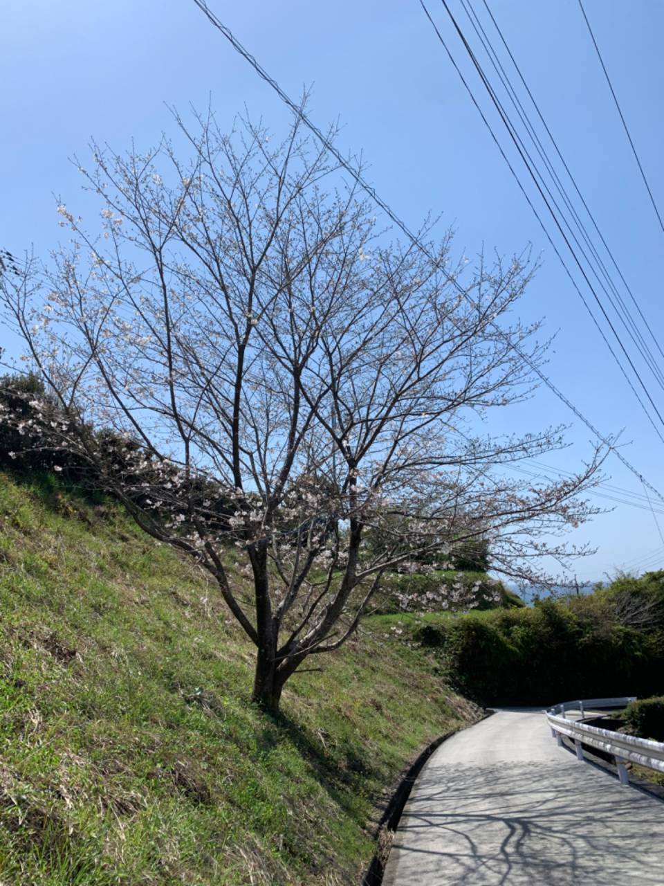 ２０２３春🌸 江本農園の一本桜 と近隣の景色 