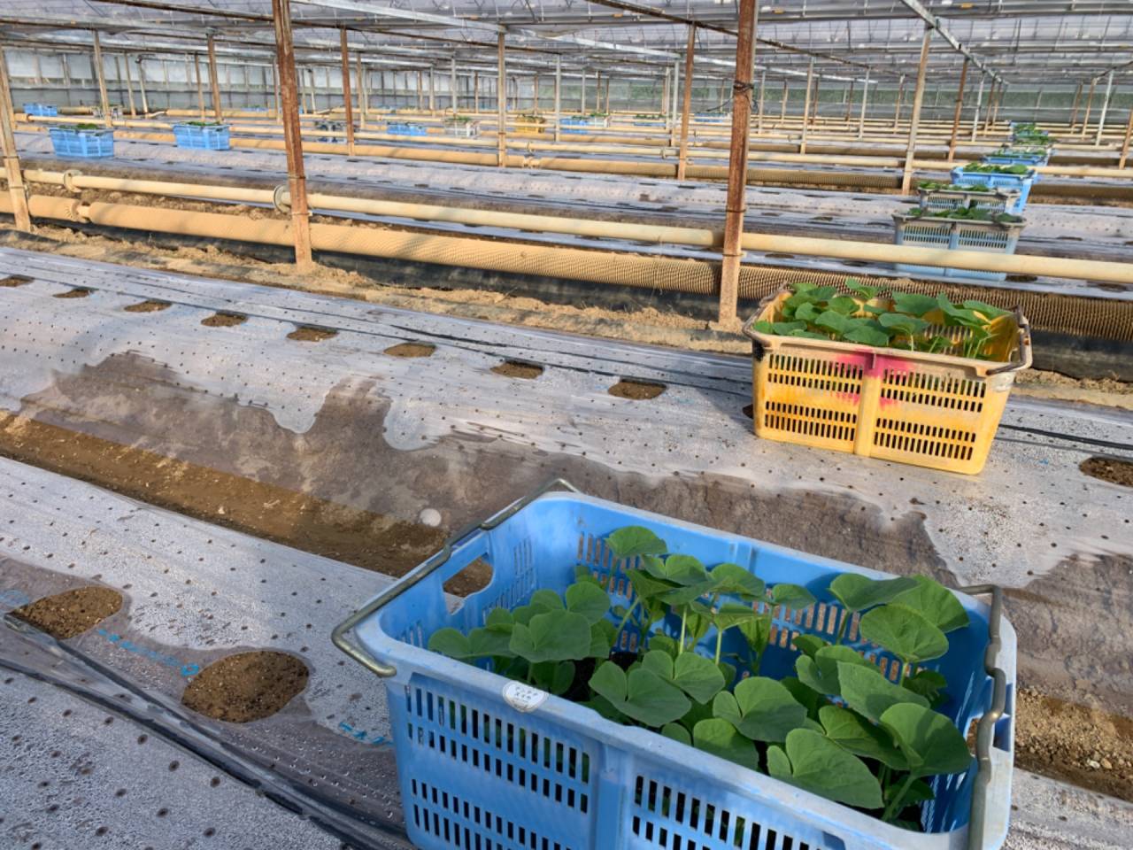 パイプハウス３作目は メロン屋🍈に変身〜 定植作業🌱 お初の助っ人