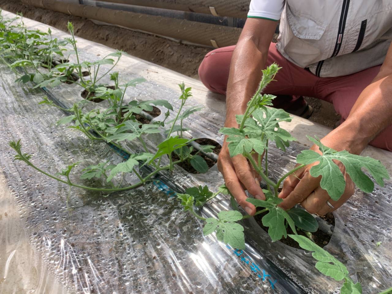 今日のお仕事 〜1回目の手入れ作業🌱】