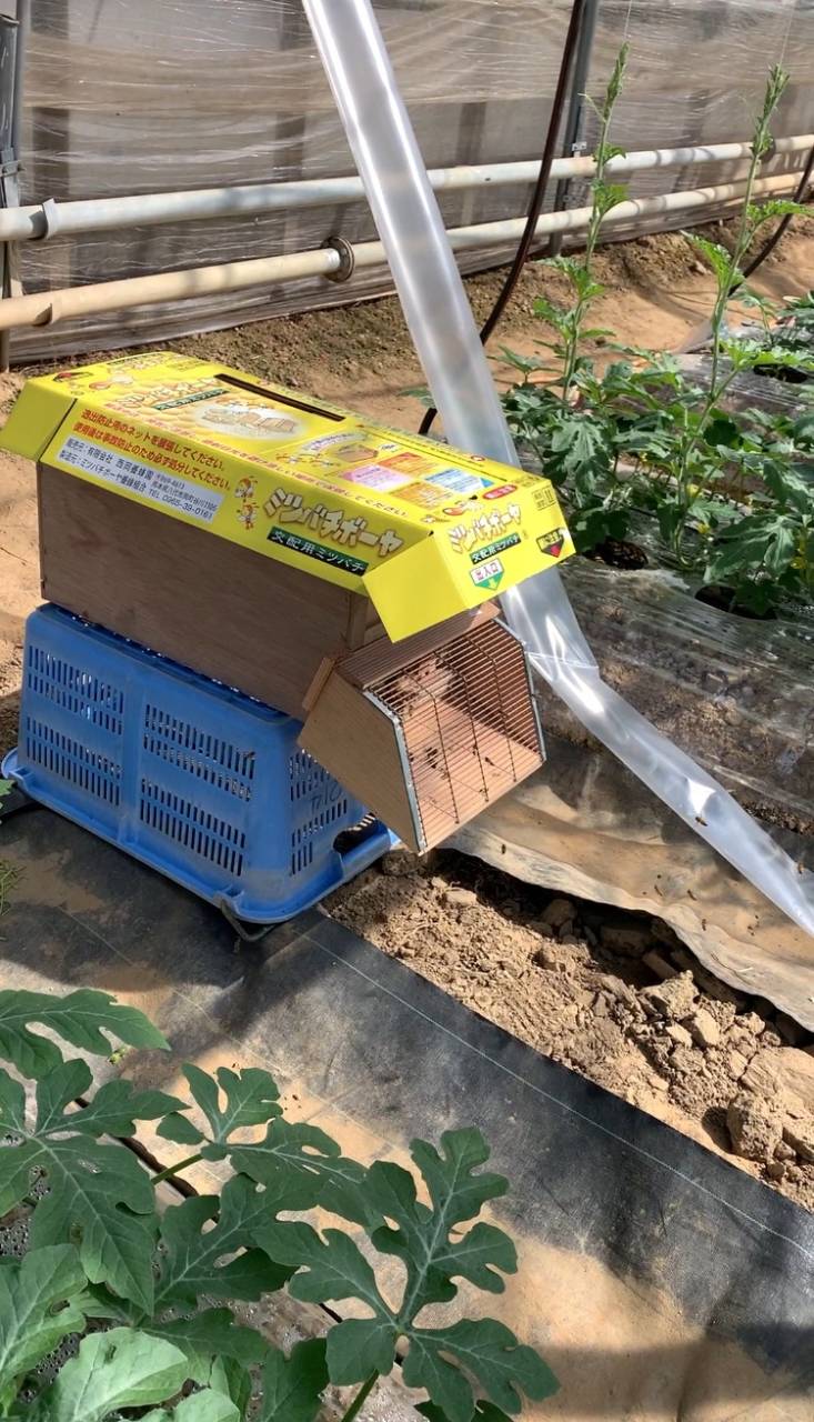 交配🌼作業の最強助っ人さん🐝📦に ご入居いただきました