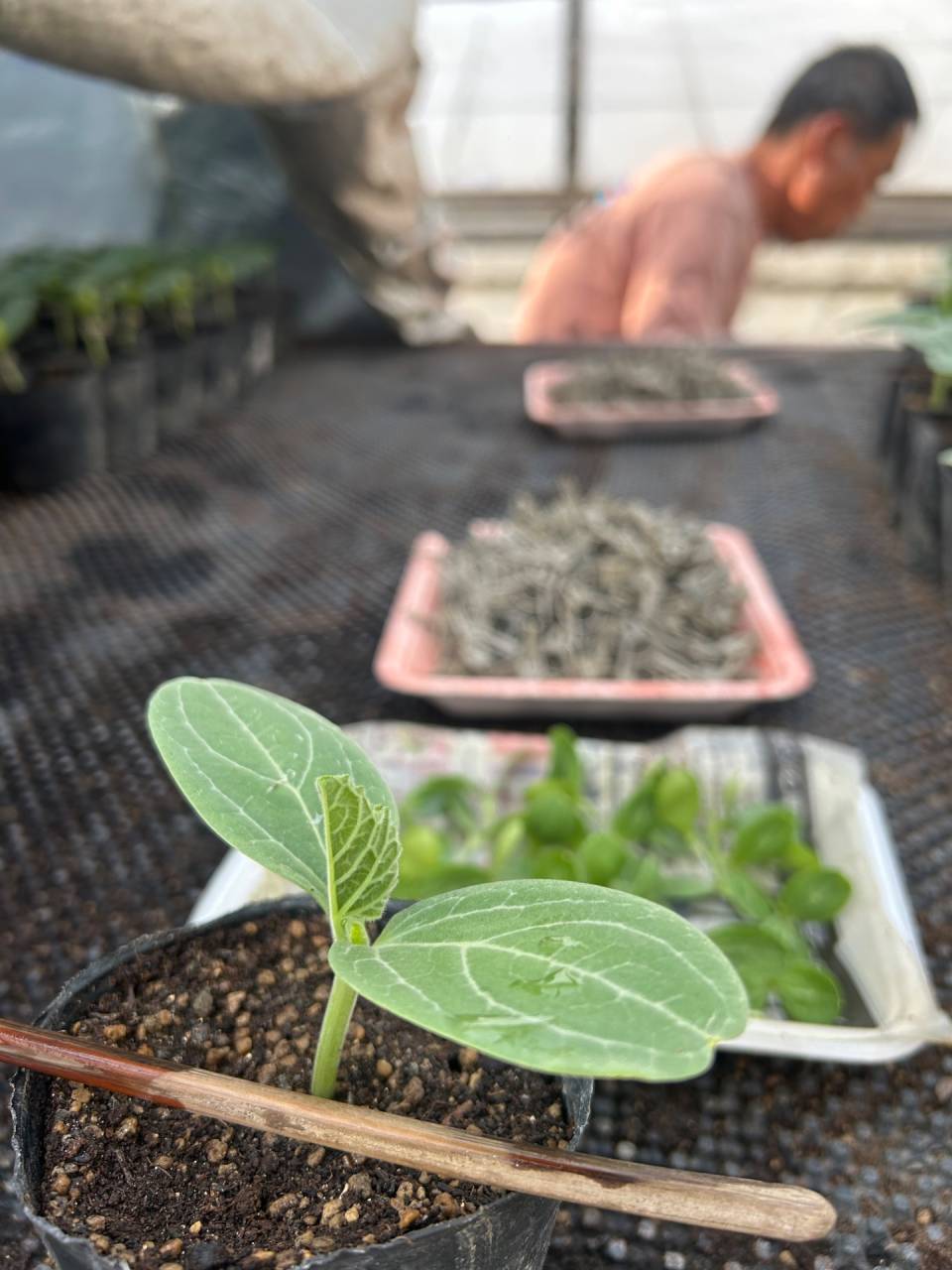 ４月初旬収穫予定の春アンテナ🍉となる 接ぎ木苗🌱 作ってます！