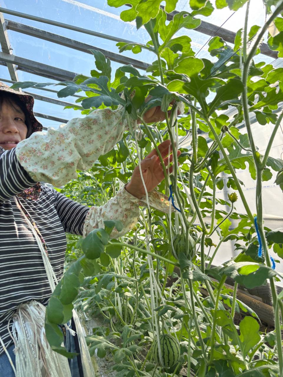 ２月中旬の収穫目指し、ただいま スクスク成長中🍉