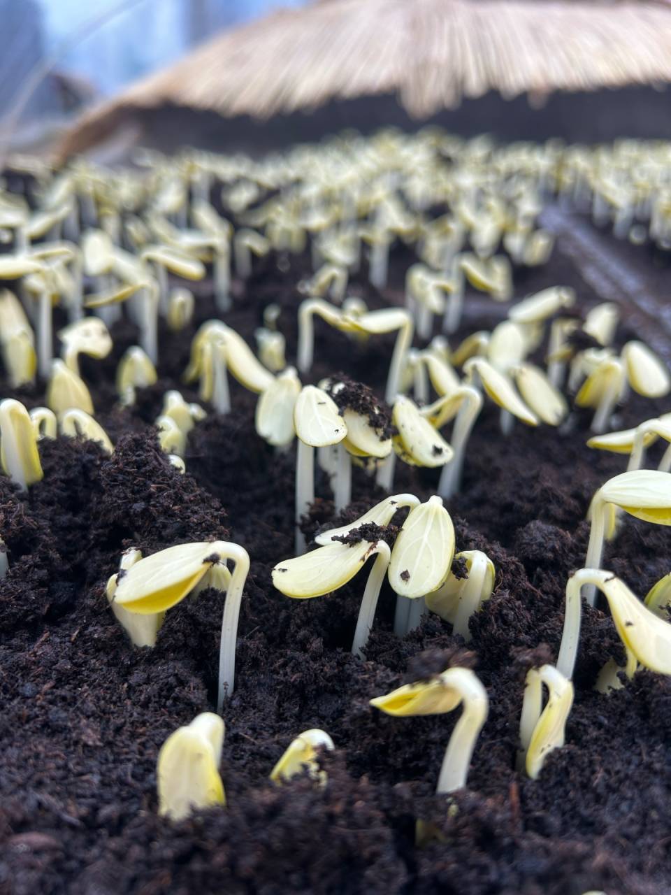 接ぎ木に向かって次々と… スイカの播種→かんぴょう発芽🌱→鉢上げ作業