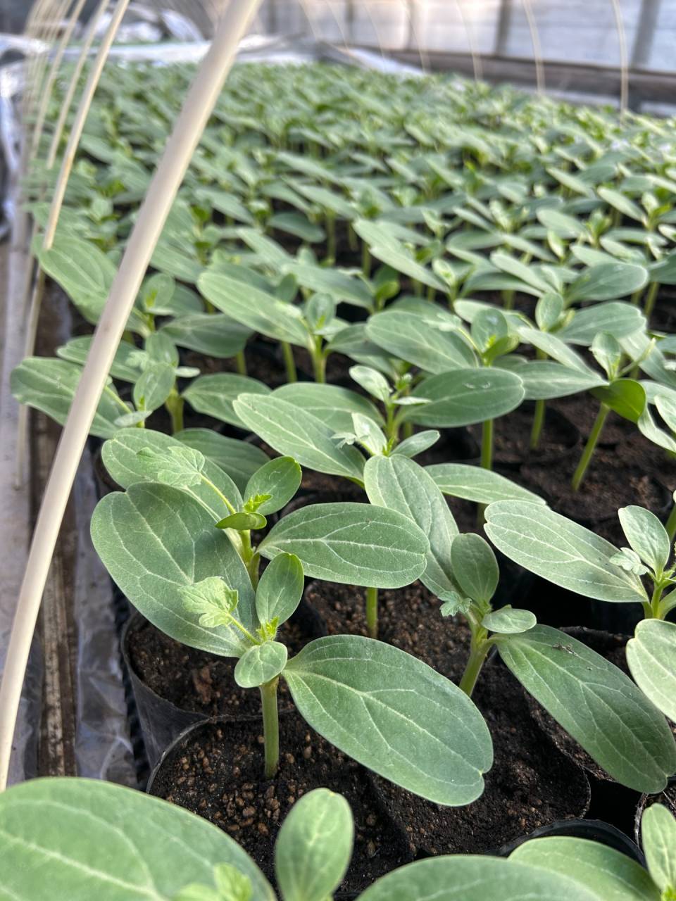 今日のお仕事 〜苗床の片付け🌱 パイプハウスには消毒防除 