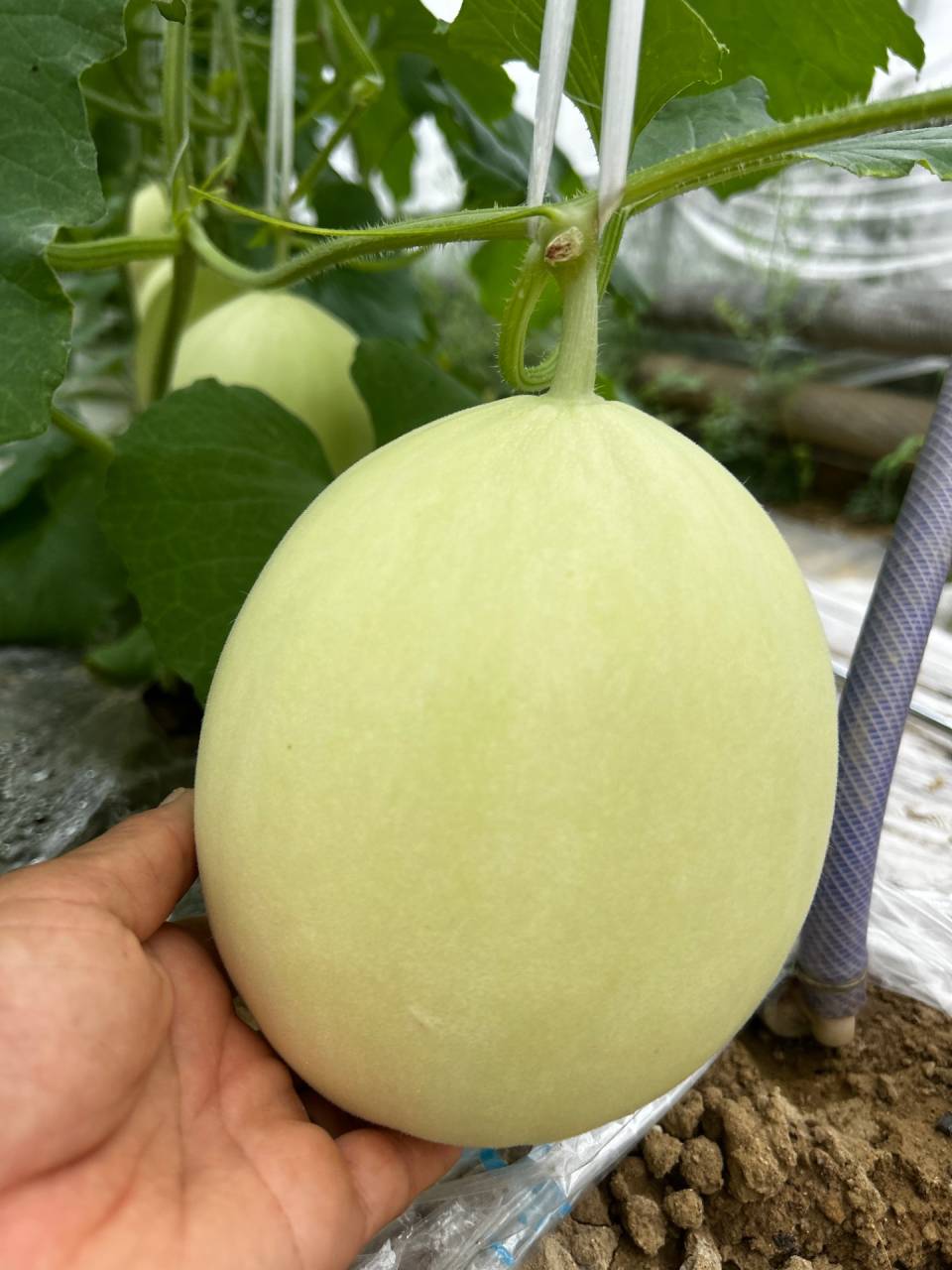 どのハウスも ほぼ収穫待ちとなってきた🙌