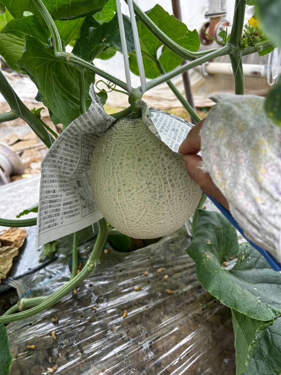 一気に マスクメロン🍈の新聞掛け作業