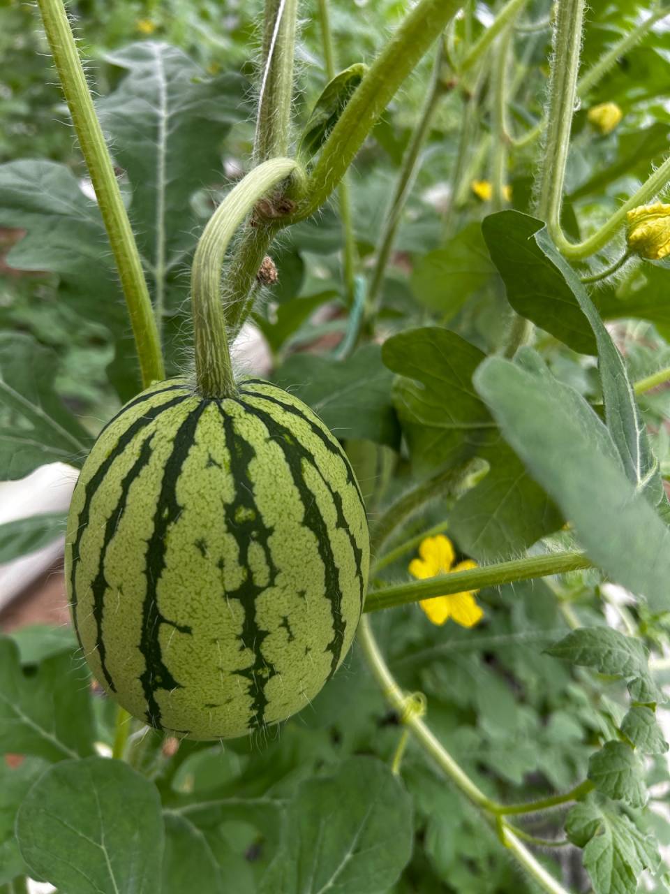 交配🌼が終われば、次は 玉吊りだ！！