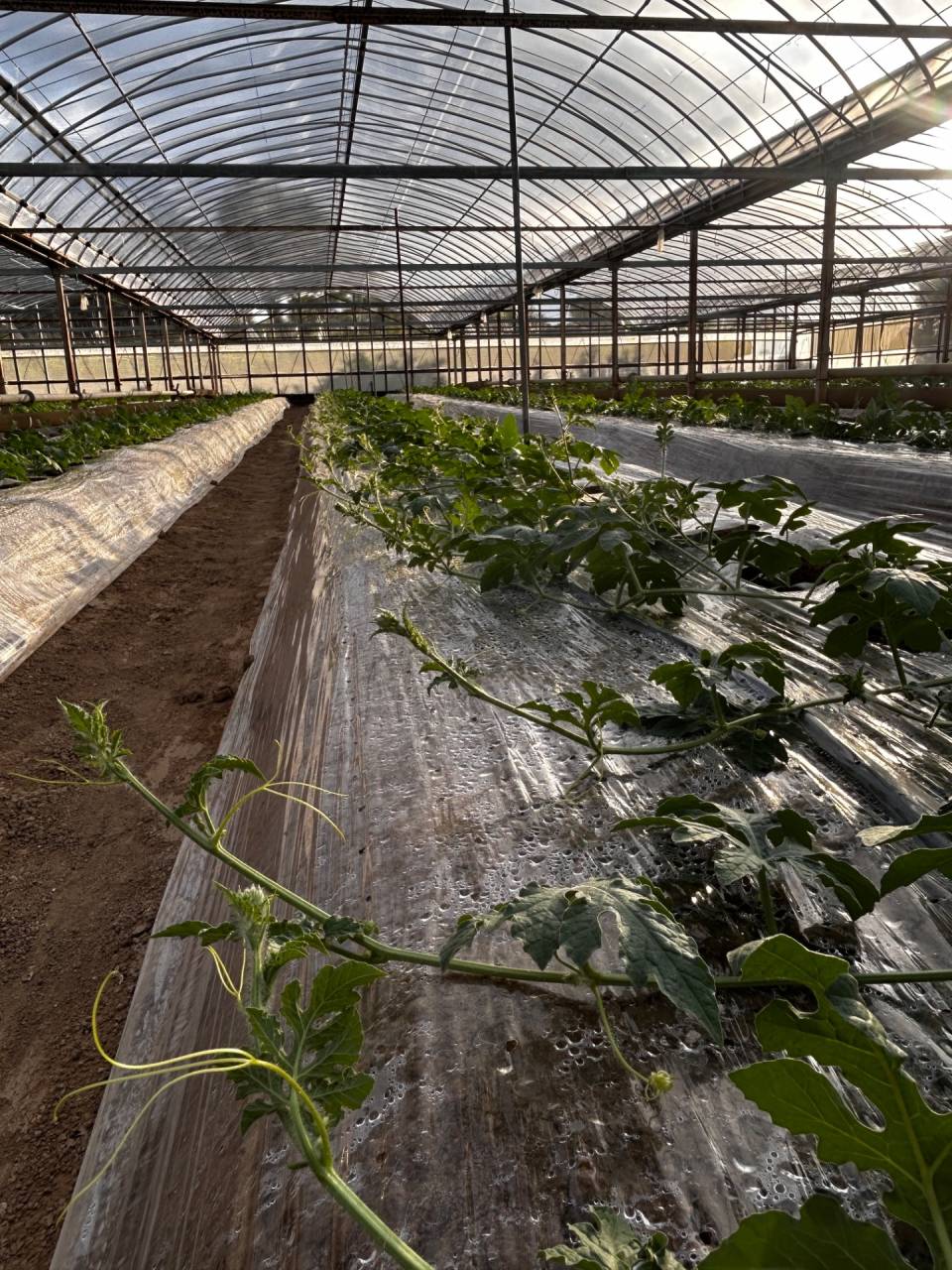 じゃんじゃん成長するスイカたち🌱を 毎日 どんどん手入れしてあげる🖐️