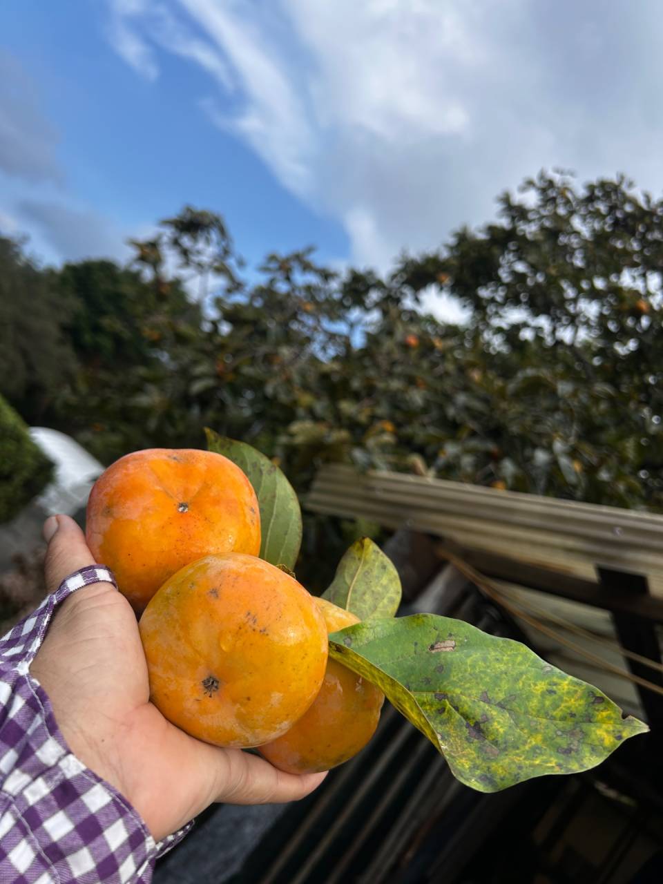 秋のオヤツ😋は、敷地内調達🧡 頂き物🍇 アクシデント🥑 ひとり生え🍉