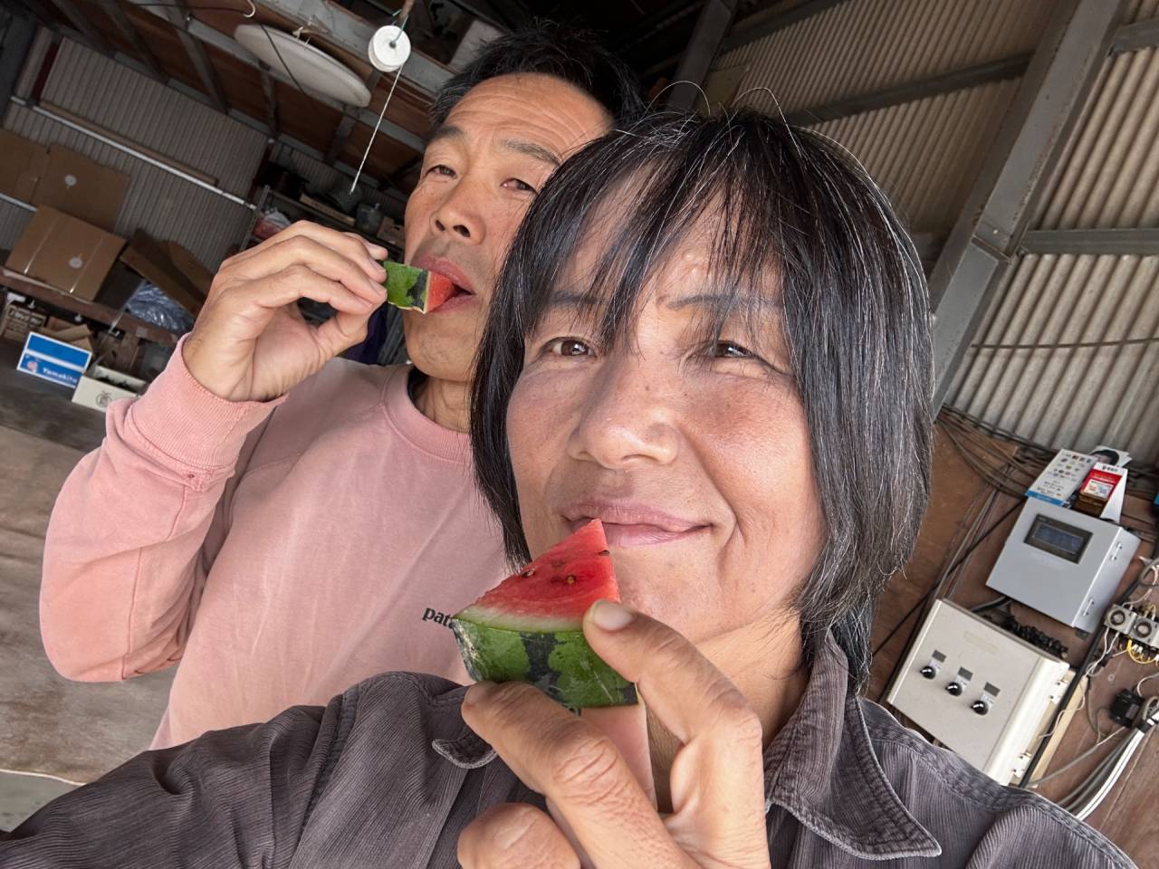 速報！ 2025年11月秋アンテナスイカ🍉 糖度検査🔪 〜 収穫は、11/7から開始！！