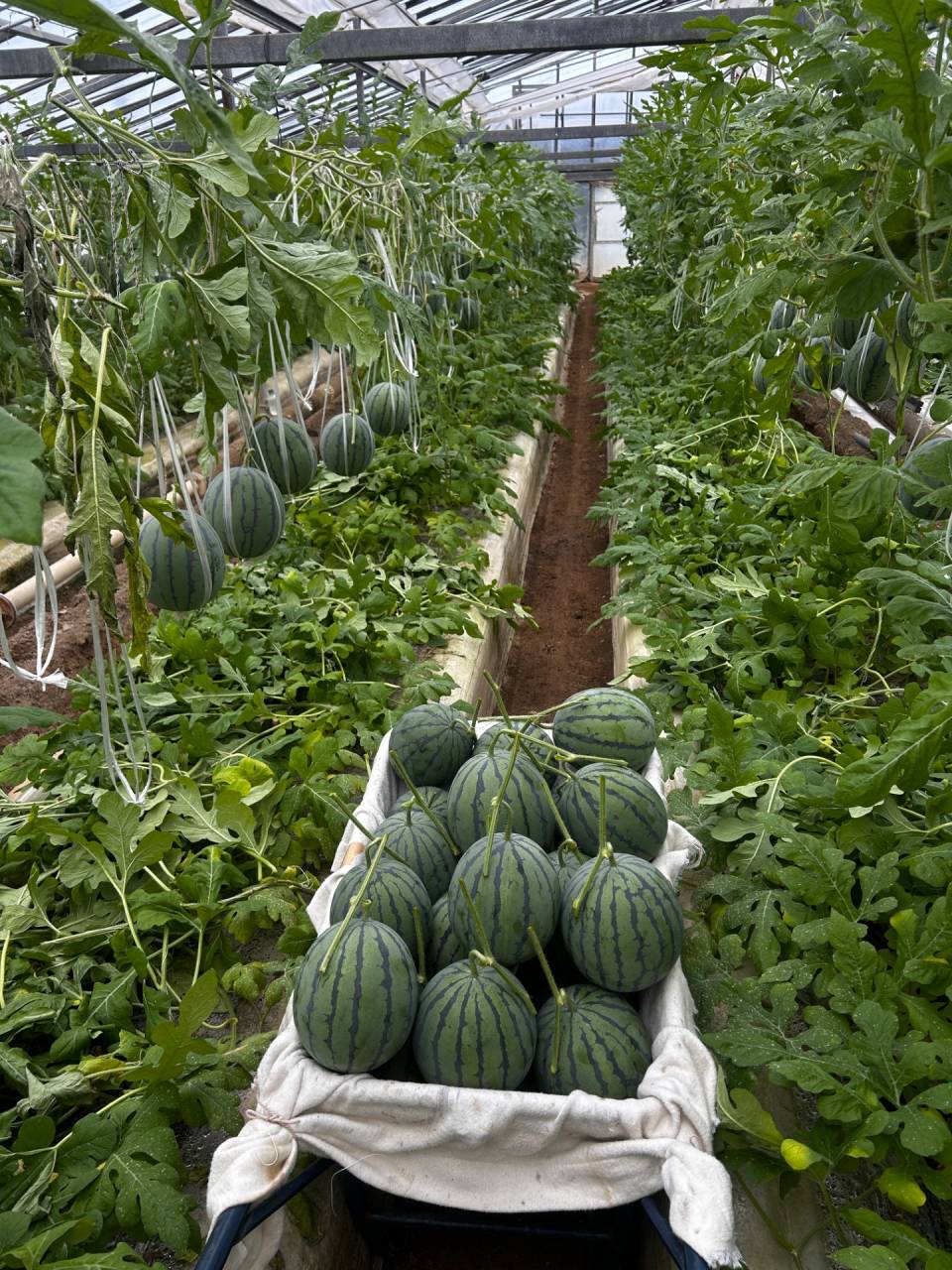 秋アンテナ🍉 収穫最盛期！の今週は、毎日 賑やか続き✨