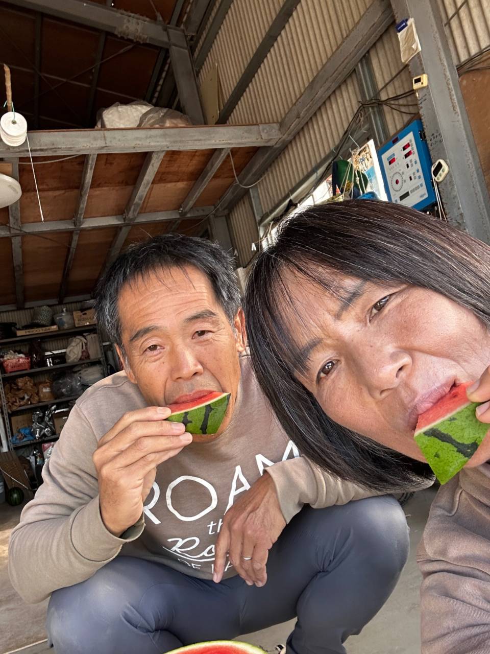 秋アンテナスイカ🍉 ２つ目のハウスも熟期が来たっ！！糖度検査🔪