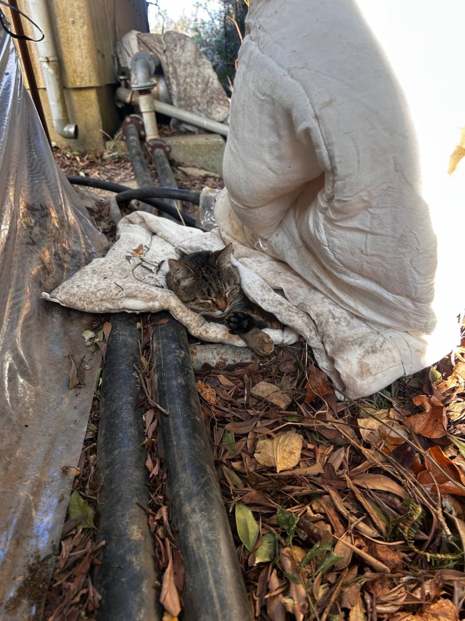 真冬アンテナスイカ🍉  収穫まで あと1週間に…