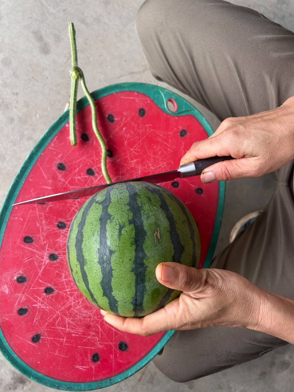 2月上旬収穫 真冬アンテナスイカ🍉 糖度検査🔪