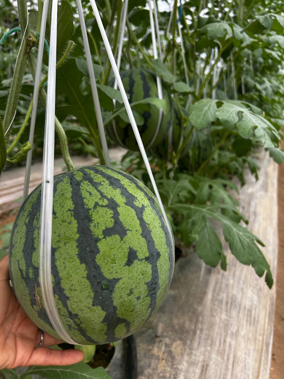 春アンテナ🍉と 初夏アンテナ🍉と 蕨🌿