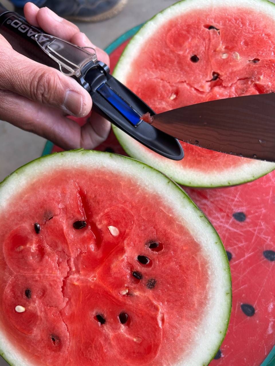 速報! 春アンテナスイカ🍉 検査切り🔪の結果は… 糖度上等👌ほぼ 仕上がっちゅう👏👏👏