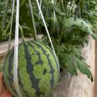 春アンテナ🍉と 初夏アンテナ🍉と 蕨🌿