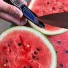 速報！ 春アンテナスイカ🍉 検査切り🔪の結果は…  糖度上等👌ほぼ 仕上がっちゅう👏👏👏