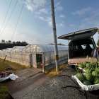 ㊗️春アンテナスイカ🍉収穫開始✨✨✨ いきなり 最盛期です🫡